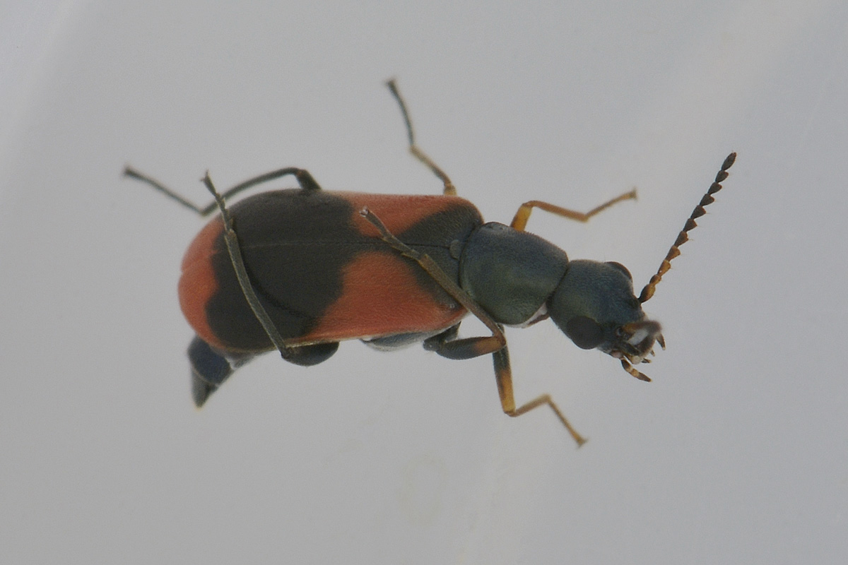 Anthocomus equestris - Malachiidae